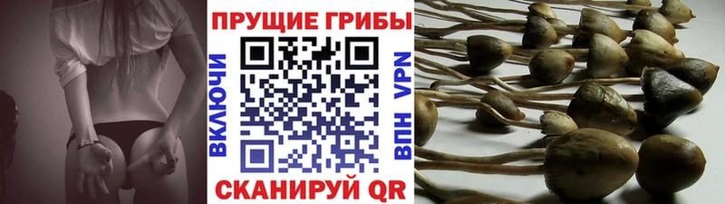 hydra как зайти  Инсар  Псилоцибиновые грибы Psilocybine cubensis  как найти наркотики 